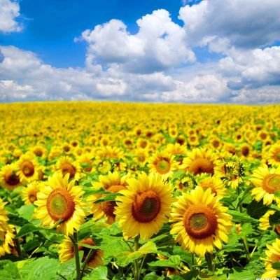 fullofmusic游戏下载